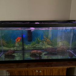 Fish Tank