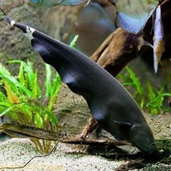 20 Gal Fish Tank With Full Setup And Fish