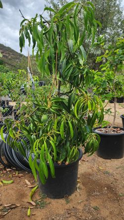 Very big alphonso mango with fruit