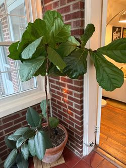 Large & Healthy Fiddle Leaf Fig Tree (Ficus Lyrata)