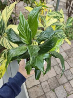 Small Peace Lily Plant 