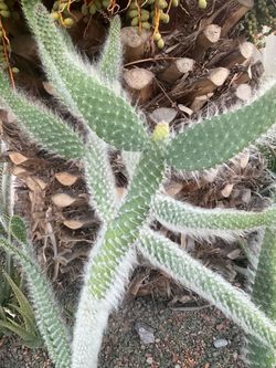 Cacti in pot