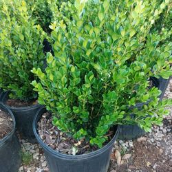Wintergreen Boxwood 