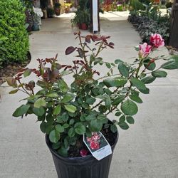 Rose Bush Scentimental  PLANTS ARRIVE, BEAUTIFUL AND HEALTHY. $25 EACH