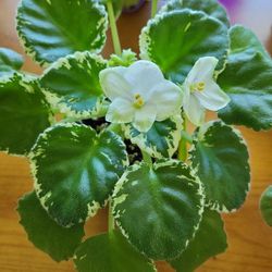 Beautiful Variegated Large African Violets