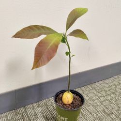 Avocado plant