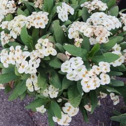 Hermosa Corona De Cristo Flor Blanca 