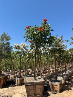 Spathodea African tulip tree 25gal $300, 36”box $750