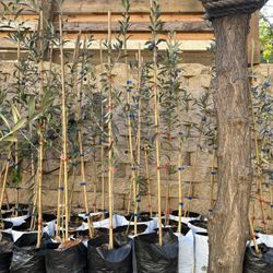 Arbequina Olive Trees