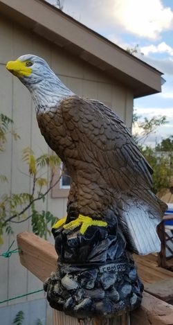 Concrete Bald Eagle's