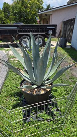 Large and medium american agave