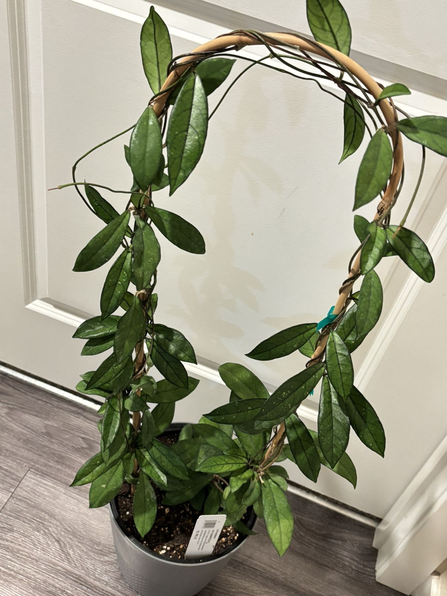 Very Big Rare Hoya Crassipetiolata . The Vines Bigger That 40”