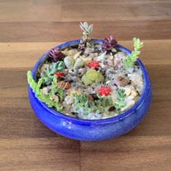 Cute Lithop Succulents & Cactus In Custom Ceramic Pot With Beautiful Glazing 