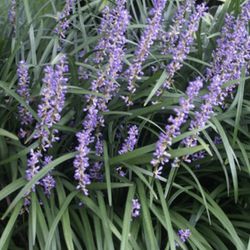 1 live Liriope (blue lily turf / monkey grass ) purple flower potted