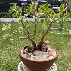 Very Healthy Tricolor Jade Plant And More In Nice Bowl 