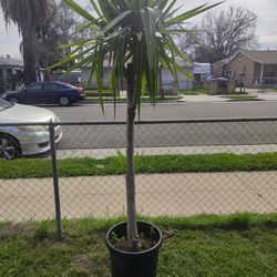 Yucca Tree Plant