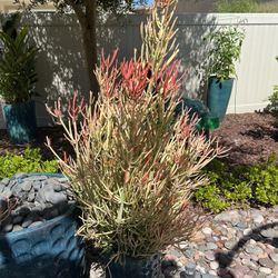 3 FIRESTICK PLANTS (pots not included) $10 Each Or OBO