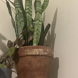 Assorted House Plants For Sale 