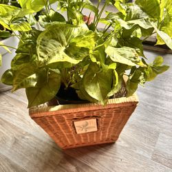 Live Arrowhead Plant /Syngonium Plant Indoor Outdoor Houseplant 