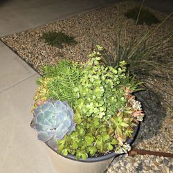 Large succulents
