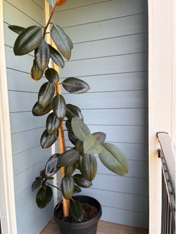 Large Rubber Plant