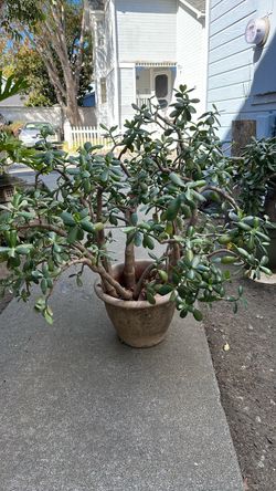 Plants