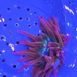 Reef Tank Decorations