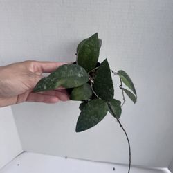 Hoya Caudata