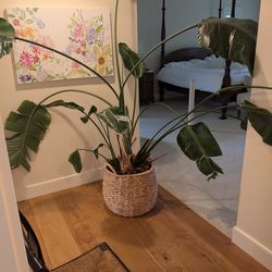 Free plant 2 ft diameter pot (no basket) 6-7 ft tall