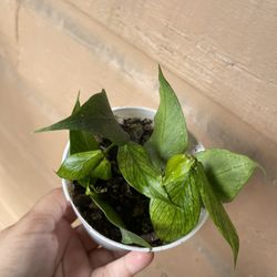 4” hoya polyneura