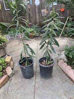 Oleanders