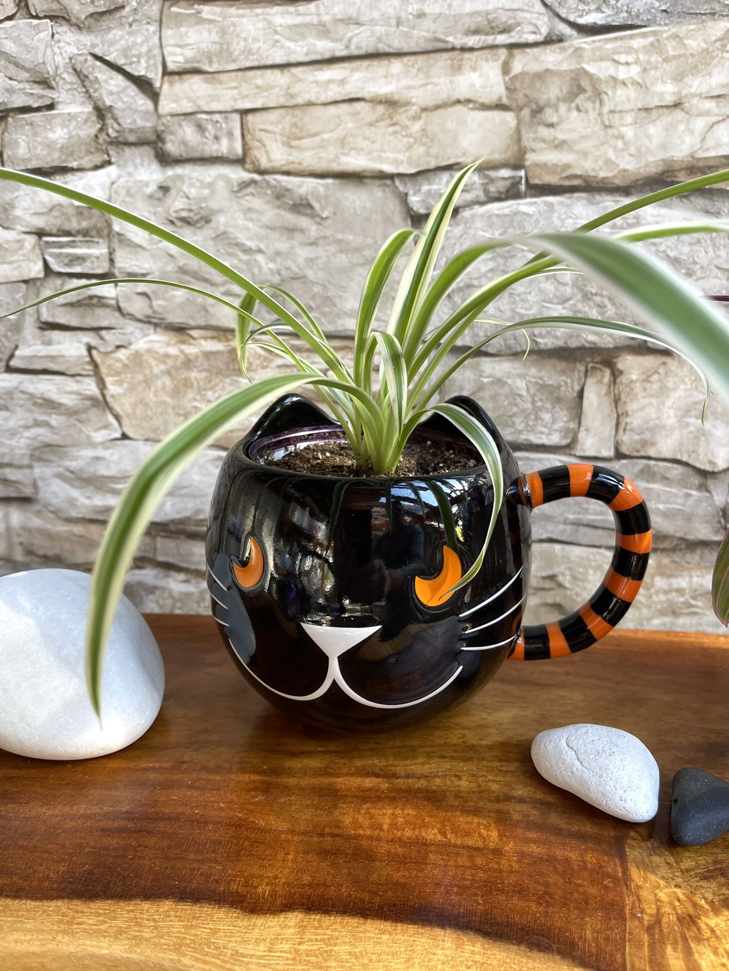 Spider Plant In 4.5"H New Ceramic Cup/Pot.