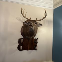 Deer Mount 