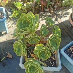 Holiday gifts tree roses succulent 10 yrs old aeomium ❤best deal buy 2 get 1 free