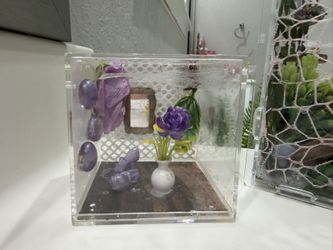 Jumping Spider Enclosures