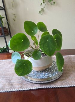 🪴 Chinese Money Plant (Pilea)