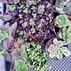Succulent Bundle 