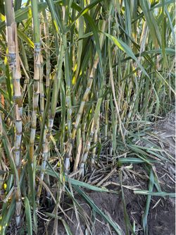 Sugarcane for sale $2 per pound