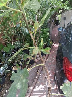 Fig  hig0