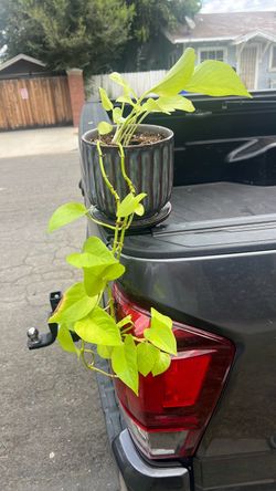 Real plant