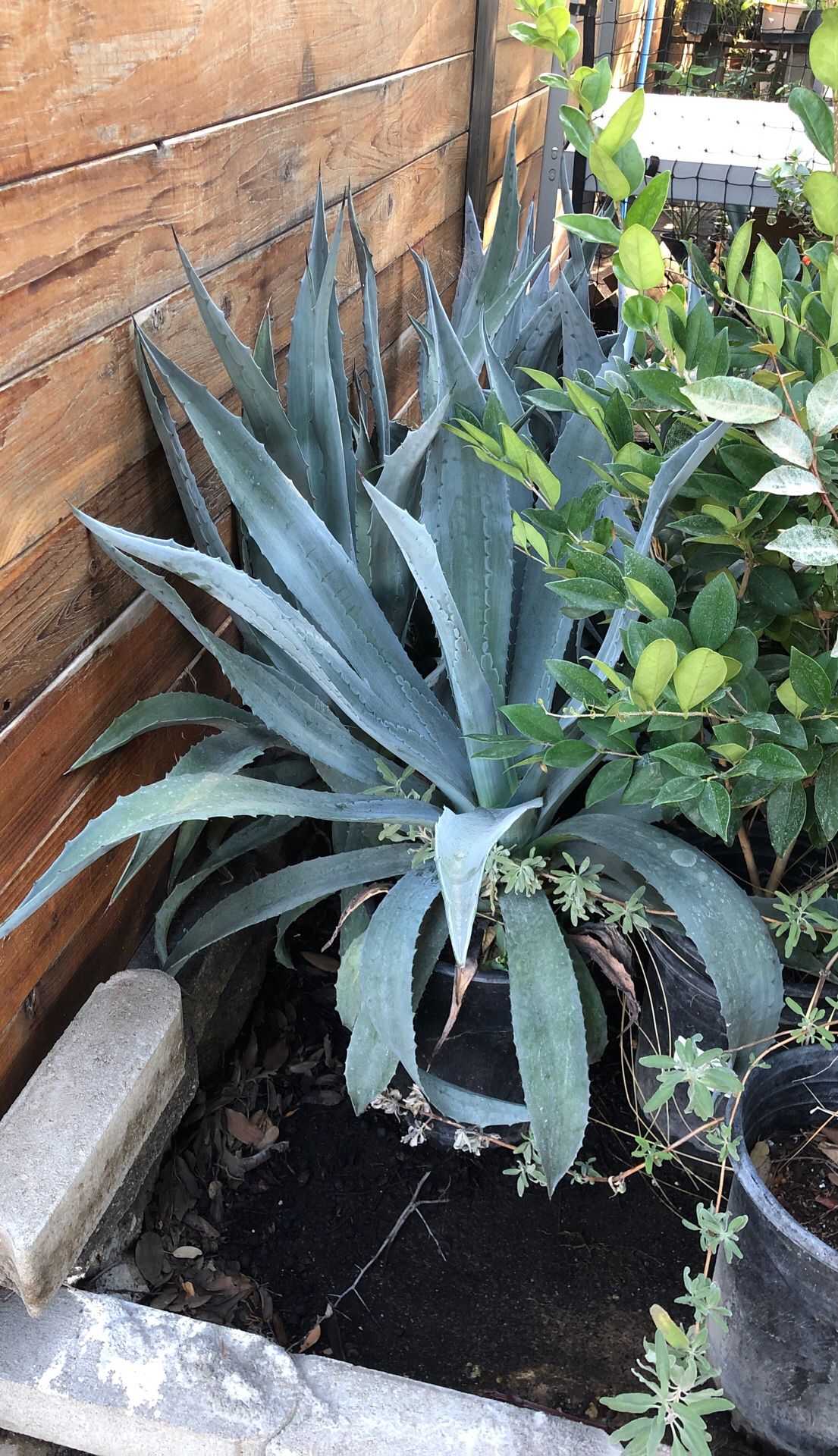 Agave blue plant in 5 gallon pot