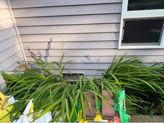 crocosmia perennial Plants