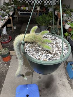 Monkey tail cactus