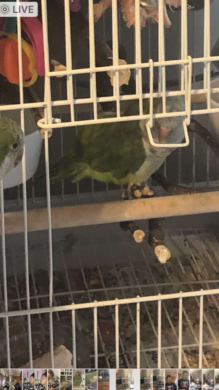 Bird cage an Two Quaker parrots