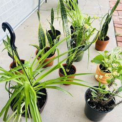 Plants For Sale 10 Each 