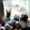 Yorkie Dad