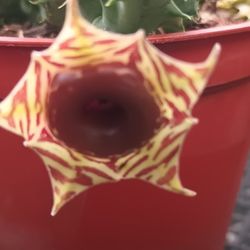 Succulent Plant.