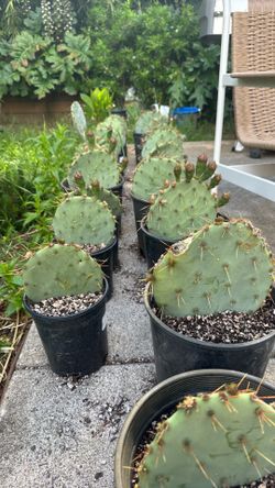 Prickly pear cactus