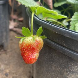 Strawberry Plants- Grape Vines- Blueberry Plants- Currant Berry Plants- Gooseberry Plants- Blackberry Plants- White Blackberry Plants 
