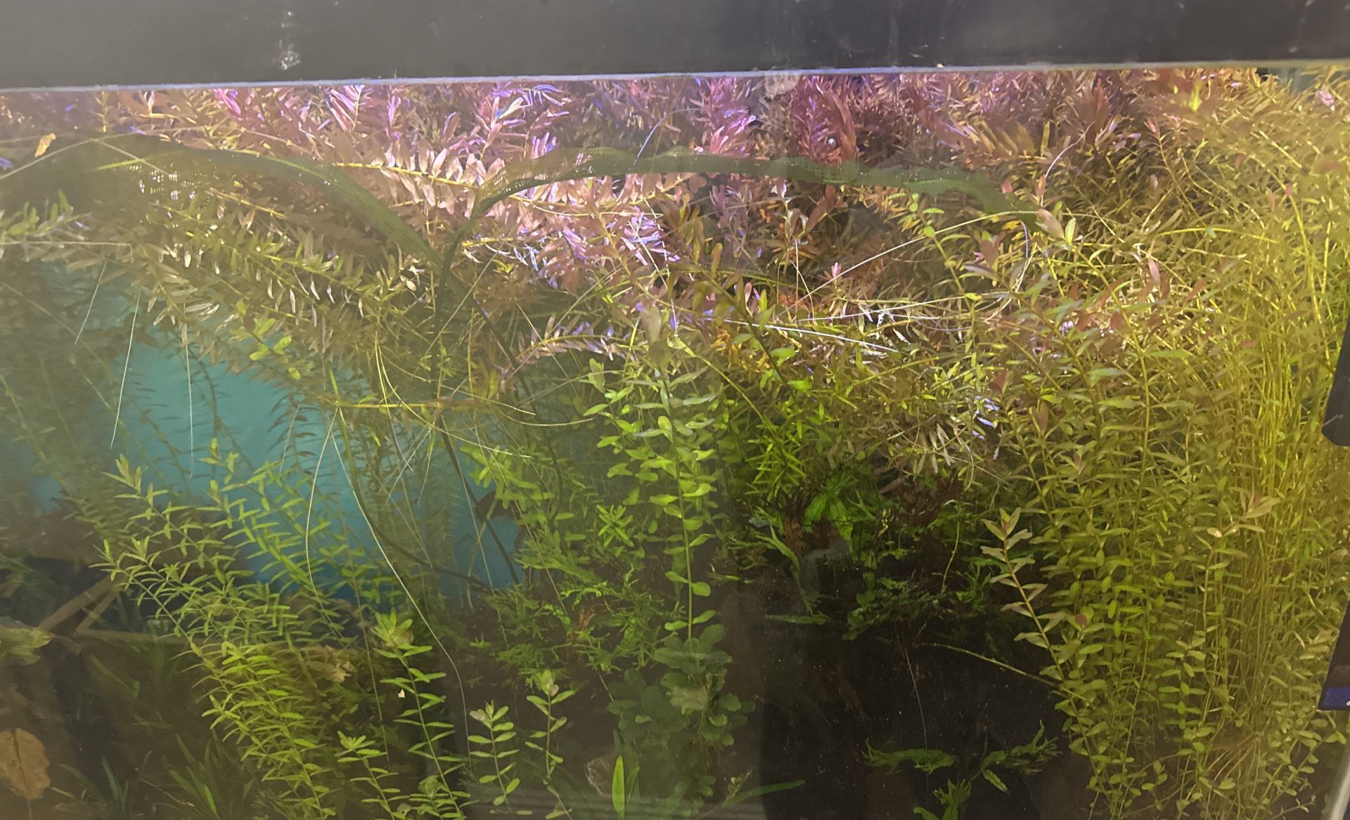 Seve de Barata Por Espacio